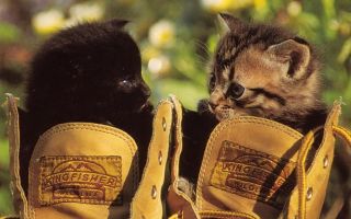 Jak usunąć zapach moczu kota z butów