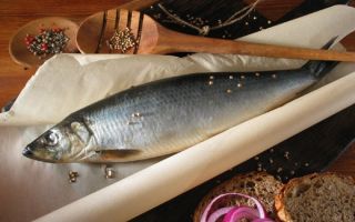 Manfaat dan bahaya herring untuk badan, ulasan
