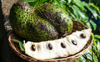 Guanabana: ภาพถ่ายของผลไม้ประโยชน์และอันตราย
