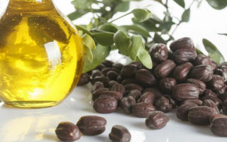 Eigenschappen en toepassingen van etherische olie van jojoba