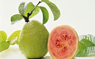 Marakuja: blagodati i šteta voća