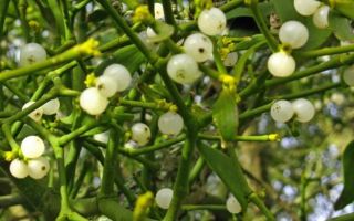 White mistletoe: mga nakapagpapagaling na katangian at contraindications, pagsusuri ng mga doktor