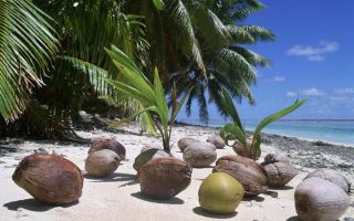 Kuo naudingas kokosas, savybės, kalorijų kiekis, kaip padalinti