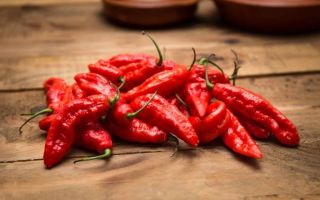 Chili-Pfeffer: Nutzen und Schaden, Eigenschaften, wie man isst