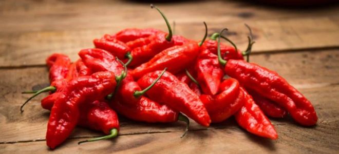 Papryczka chili: korzyści i szkody, właściwości, jak jeść