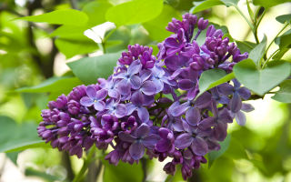 Lilac: sifat dan kontraindikasi, dari mana tincture membantu