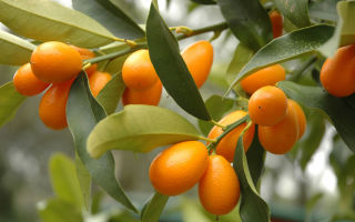 Kumquat: nyttige egenskaber og kontraindikationer