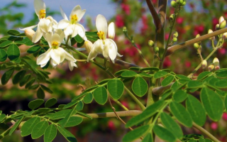 Moringa tozu: özellikleri ve uygulaması, yorumlar