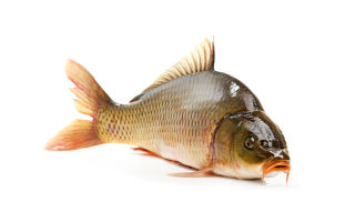 ทำไมปลาคาร์พจึงมีประโยชน์คุณสมบัติภาพถ่ายและการเตรียมอาหาร