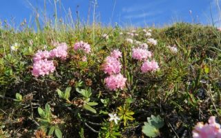 Rhododendron Adams (إكليل الجبل العطري): الوصف ، حيث ينمو ، صورة العشب