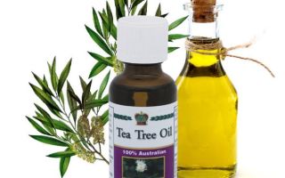 Korzyści i zastosowania olejku z drzewa herbacianego do włosów