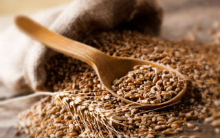 Zašto je pšenična kaša korisna za tijelo