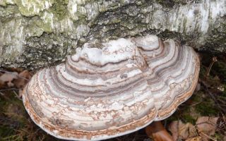 De helbredende egenskaber af asp falske tinder svamp og kontraindikationer