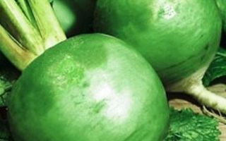 Žalieji (margelano) ridikai: naudingos savybės ir kontraindikacijos