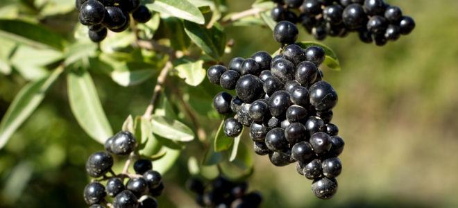 Wolf berries: οφέλη και βλάβες, φωτογραφίες και περιγραφές δηλητηριωδών θάμνων και φρούτων