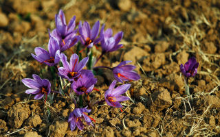 Saffron: khasiat bermanfaat, cara penggunaan dan pengambilan