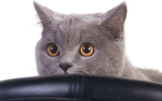 Πώς να αφαιρέσετε τη μυρωδιά των ούρων της γάτας από το χαλί