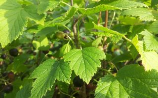 Frunze de coacăze: proprietăți utile și contraindicații
