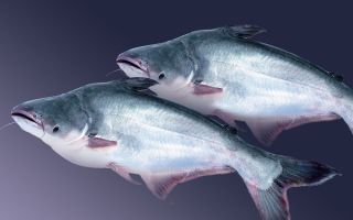 ปลาสวาย: ประโยชน์และบทวิจารณ์