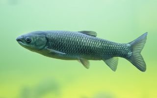 Nyttige egenskaber ved græskarpefisk: beskrivelse, sammensætning
