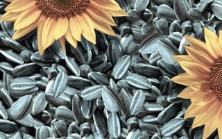 Korzyści i szkody wynikające z nasion słonecznika dla organizmu