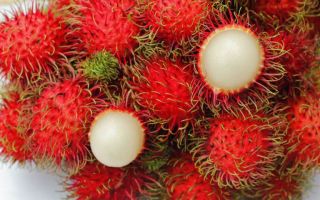 Rambutan: foto en beschrijving van het fruit, hoe en waar het groeit, voordelen en nadelen