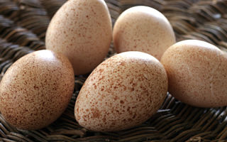 بيض الديك الرومي: الفوائد والأضرار