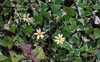 Rosenblomst: plantens medicinske egenskaber, kontraindikationer