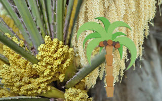 Palmiye poleni: faydalı özellikleri ve kontrendikasyonları