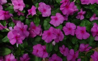 Rosa Immergrün (Catharanthus): medizinische Eigenschaften und Kontraindikationen