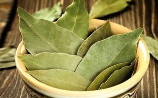 Sifat berguna dan penggunaan daun salam dalam perubatan tradisional