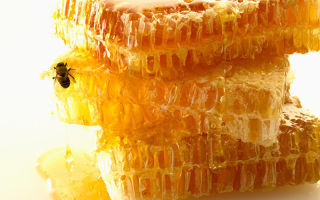 น้ำผึ้ง Melilot: สรรพคุณทางยาการใช้และข้อห้าม