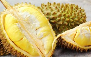 Durian: užitočné vlastnosti a kontraindikácie