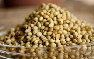 Semințele de cânepă: beneficiile și daunele, cum să germineze, cum arată, foto