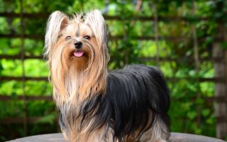 Vitamines pour chiens contre la perte de cheveux: quelles sont les meilleures, avis
