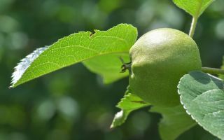 Ciri penyembuhan daun epal dan kontraindikasi