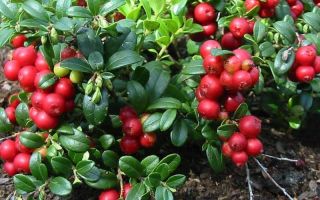 Manfaat dan kemudaratan lingonberry untuk kesihatan