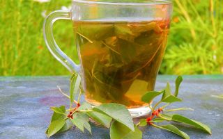 The benefits and harms of cherry leaf tea