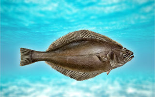 Ryba halibuta: opis, korzyści i możliwe uszkodzenie ciała