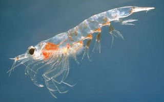 Mengapa krill baik untuk anda