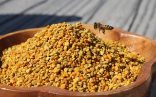 Mikä on hyödyllistä, miten hunajaa valmistetaan ja levitetään siitepölyllä
