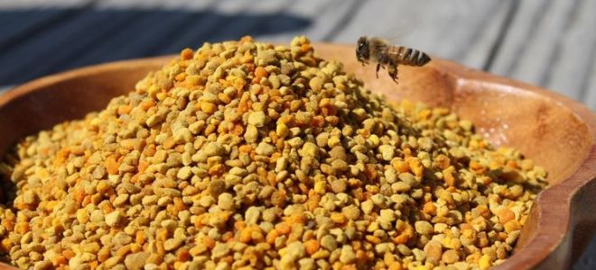 Was ist nützlich, wie man Honig mit Pollen zubereitet und aufträgt