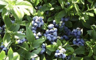 Blåbær: sundhedsmæssige fordele og skader, kalorieindhold, sammensætning