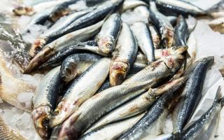¿Por qué es útil la sardina?