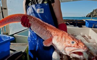 Congrio fish (king clip): előnyök és károk, fotók, vélemények