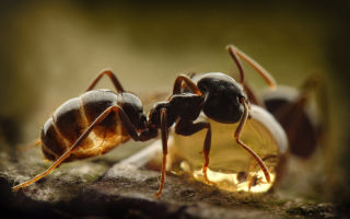 Mravlja kiselina (E236): sastav, što je korisno, opseg