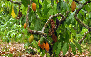 Hvordan er kakao nyttigt, egenskaber, hvordan man laver mad