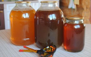 Honeydew honey: apa itu, bagaimana membezakannya, sifat berguna
