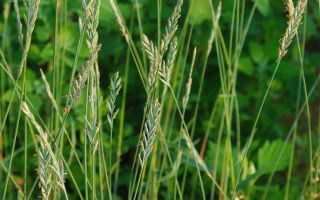 Wheatgrass menjalar: sifat perubatan dan kontraindikasi, foto
