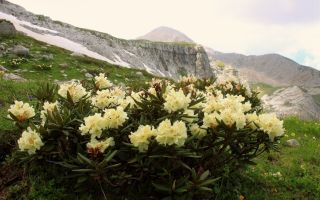 Valkoinen rododendroni (valkoihoinen): kuva kuvaus, hyödylliset ominaisuudet